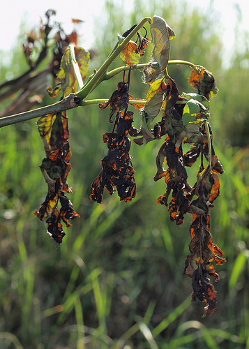 Ash Dieback