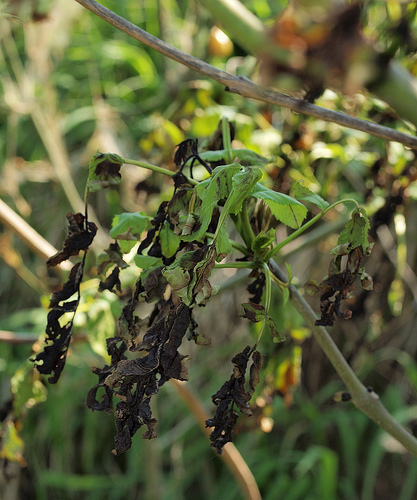 Ash Dieback