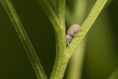Foucartia squamulata