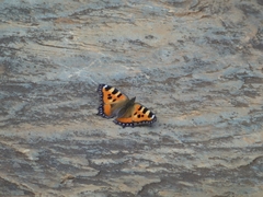 Aglais urticae chinensis