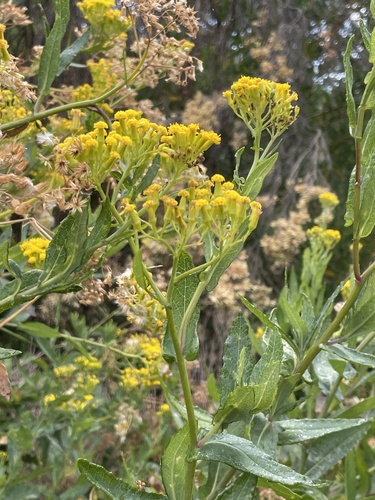 Senecio odoratus, photograph 6
