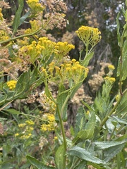 Senecio odoratus, photograph (c) Franco Capriroli, some rights reserved (CC BY-SA)