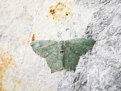 Chloropteryx tepperaria