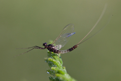 Leptophlebia