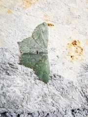 Chloropteryx tepperaria