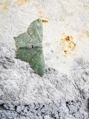 Chloropteryx tepperaria