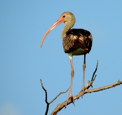 Eudocimus albus