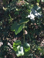 Microglossa pyrifolia