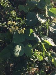 Microglossa pyrifolia