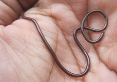 Typhlopidae