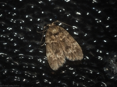 Scaphidriotis xylogramma