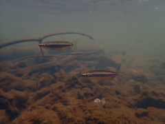 Apalachee Shiner photo 3