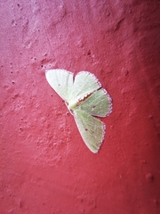 Nemoria lixaria