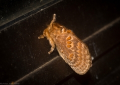 Pseudanapaea denotata