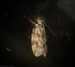 Barea eucapnodes