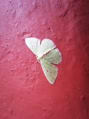 Nemoria lixaria