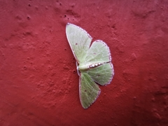 Nemoria lixaria