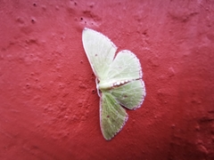 Nemoria lixaria