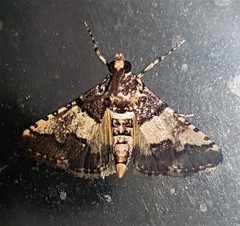 Nacoleia mesochlora