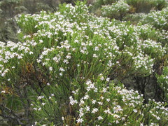 Veronica cupressoides