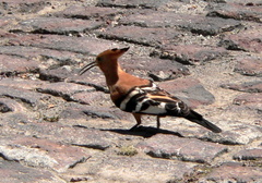 Upupa epops africana