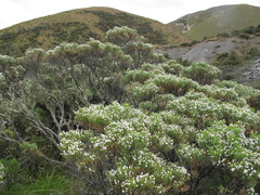 Veronica cupressoides