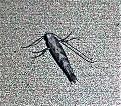 Epicephala trigonophora