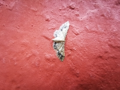 Idaea celtima
