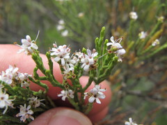 Veronica cupressoides