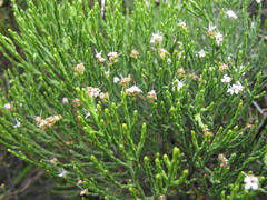 Veronica cupressoides