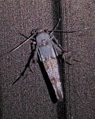 Stathmopoda tritophaea