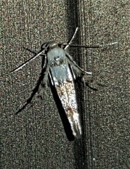 Stathmopoda tritophaea