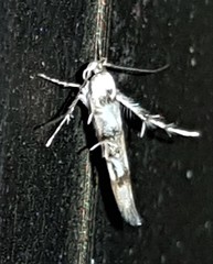 Stathmopoda tritophaea