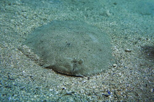 Black sole (Brachirus niger) — Soleidae — 4