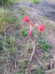 Gabriela Santoro, CC BY, iNaturalist via GBIF Zephyranthes bifida, photograph Gabriela Santoro, CC BY, iNaturalist via GBIF