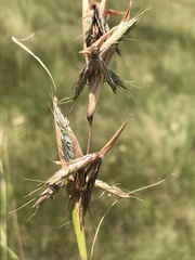 Cymbopogon pospischilii