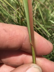 Cymbopogon pospischilii