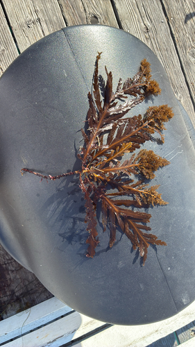 Cystoseira setchellii observed 2026-02-06