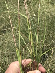 Cymbopogon pospischilii