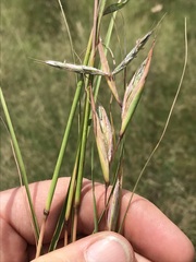 Cymbopogon pospischilii