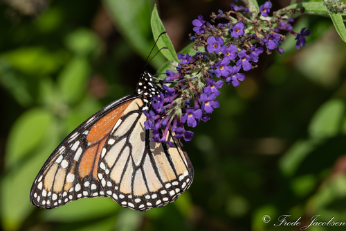 Monarch photographed in Maryland