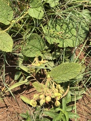 Hermannia transvaalensis