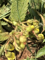 Hermannia transvaalensis