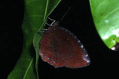 Elymnias hypermnestra hypermnestra