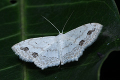 Scopula pulchellata