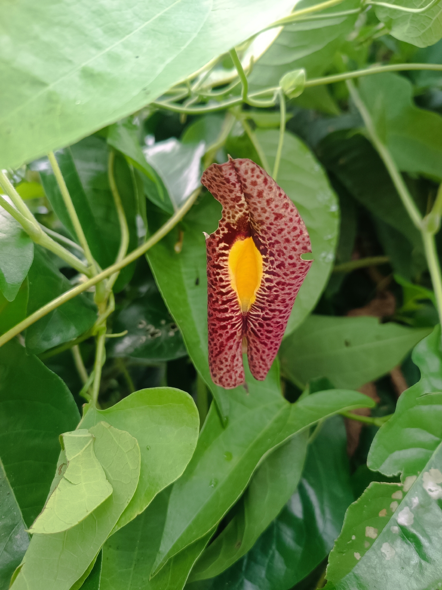 Aristolochia odoratissima