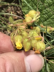 Hermannia transvaalensis