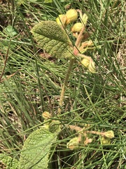 Hermannia transvaalensis