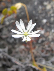 Stellaria gracilenta