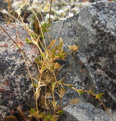Stellaria gracilenta